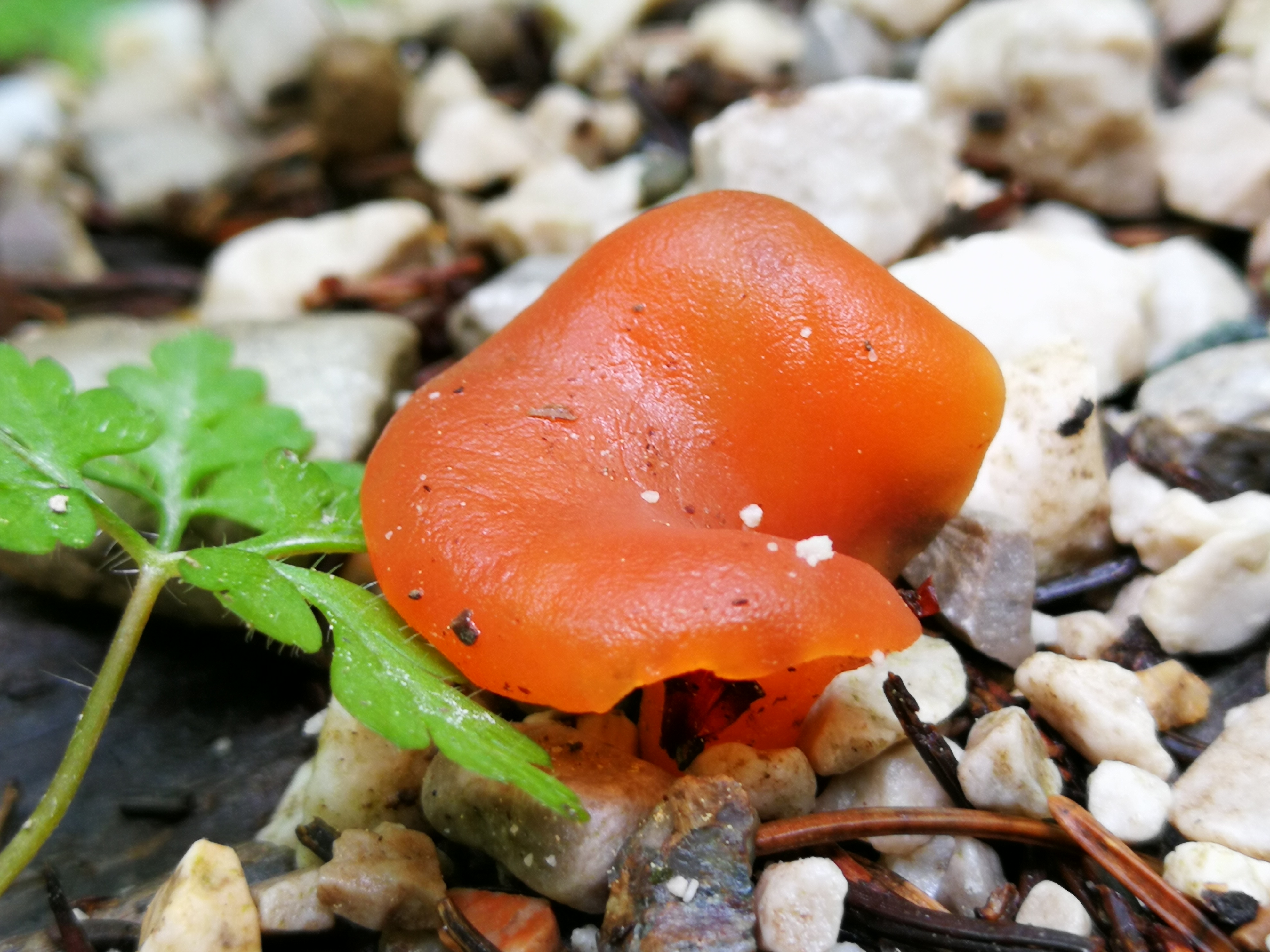 Rötlicher Gallerttrichterling - Nahansicht. Die Farbe erinnert schon stark an Lachs. Der trichter- bis eselsohrförmige Pilz ist einseitig immer tief eingeschnitten. 